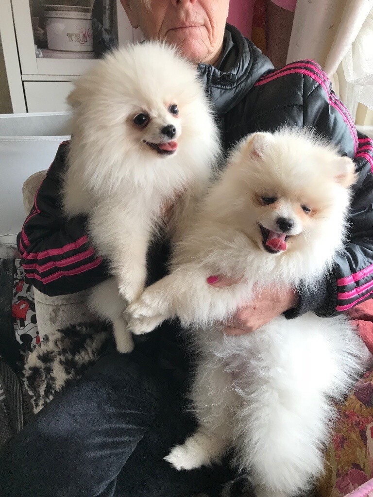 gumtree pomeranian puppies